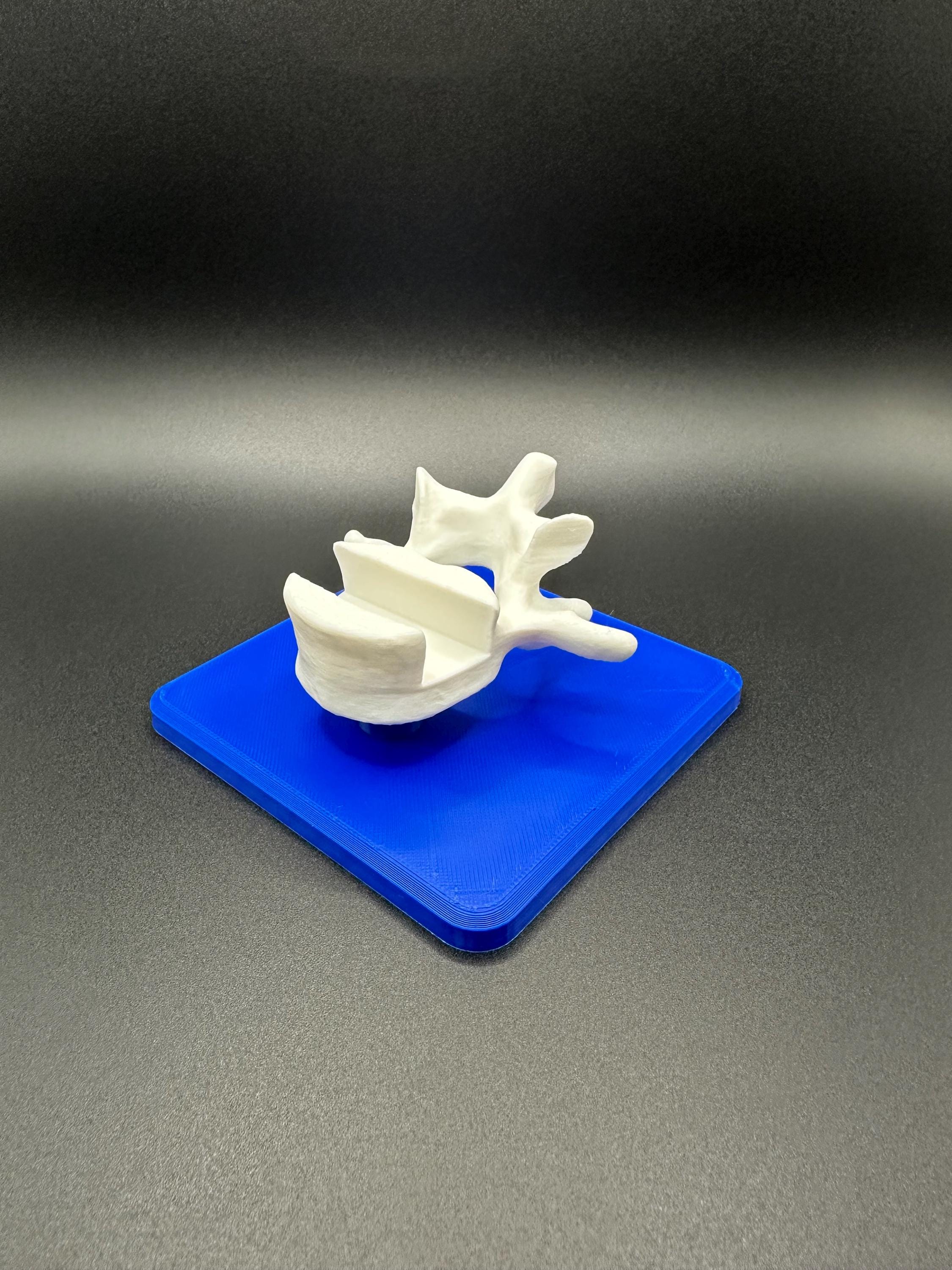 Vertebrae Business Card Holder!