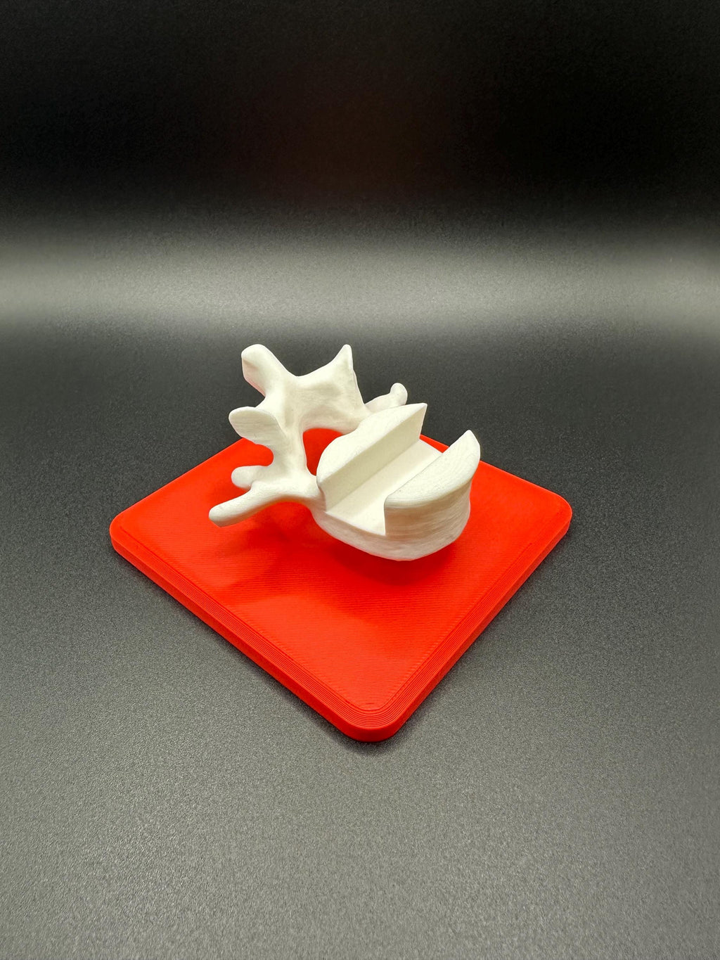Vertebrae Business Card Holder!