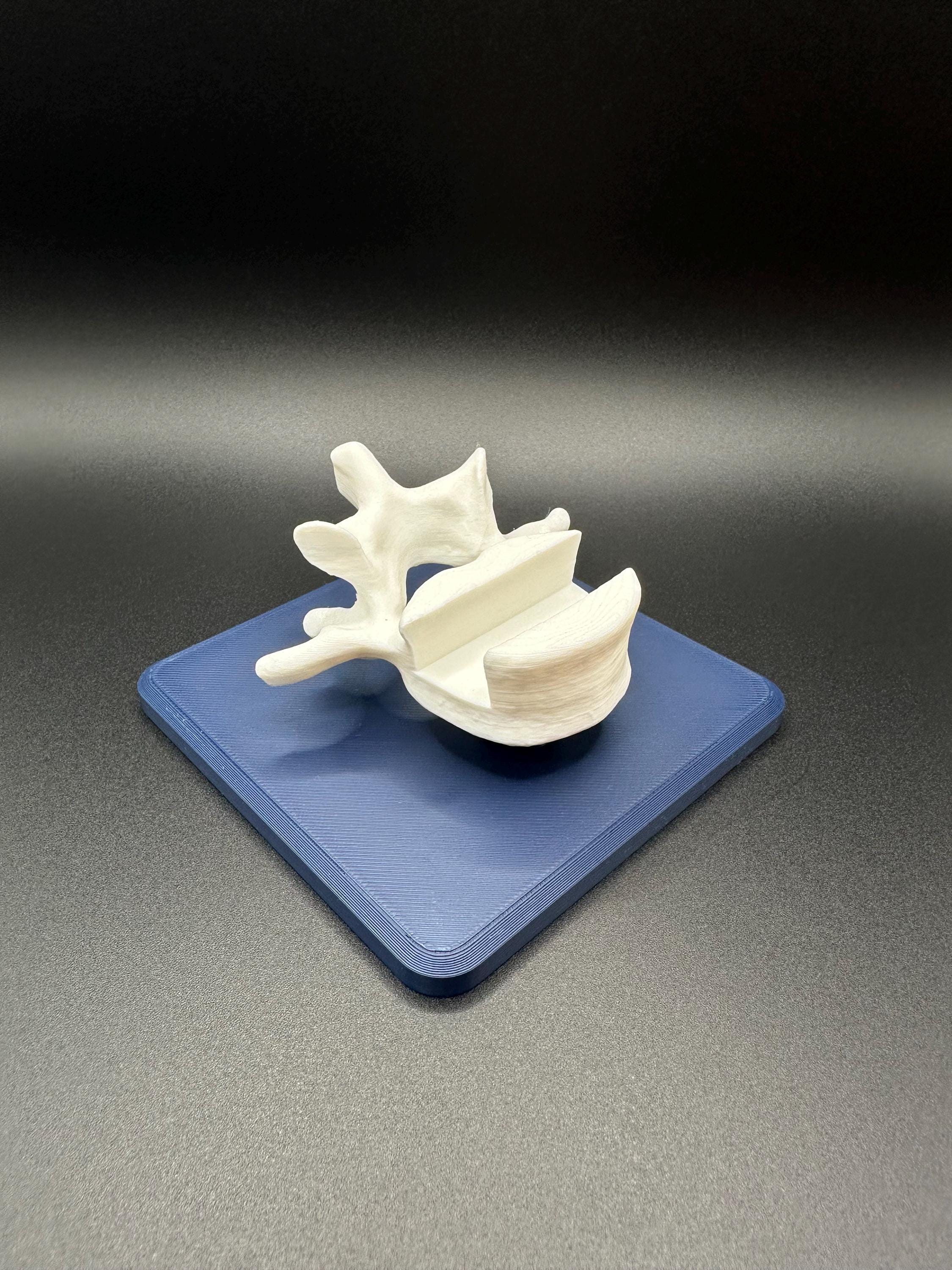 Vertebrae Business Card Holder!