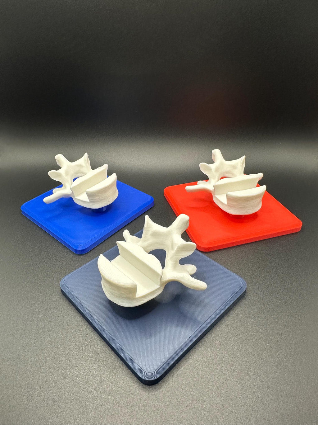 Vertebrae Business Card Holder!