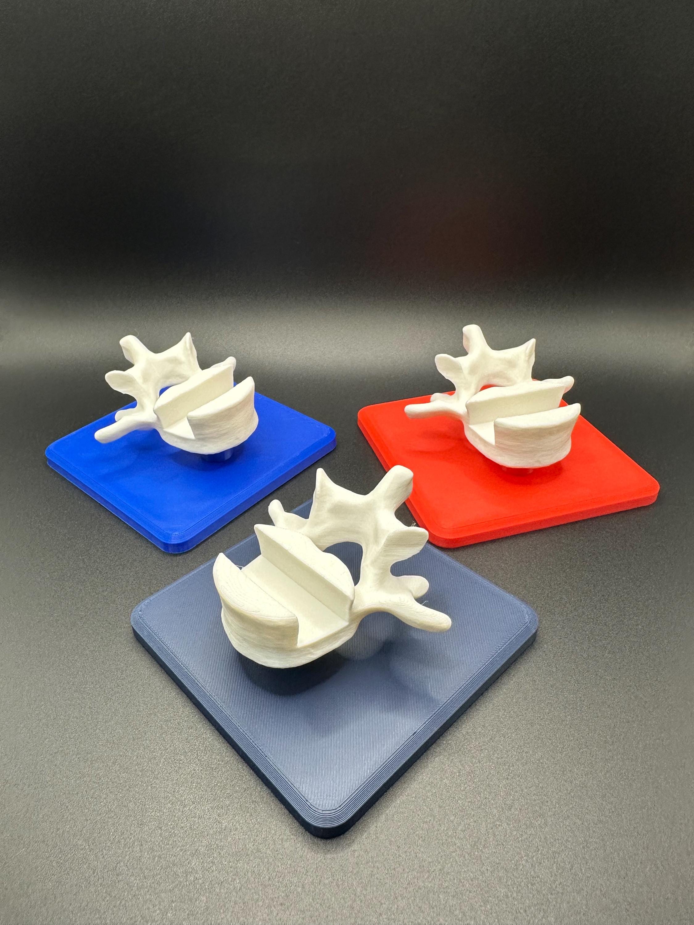 Vertebrae Business Card Holder!